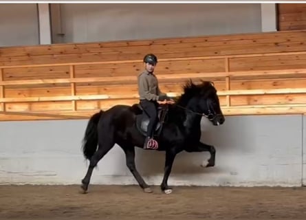 Caballos islandeses, Caballo castrado, 9 años, 143 cm, Negro