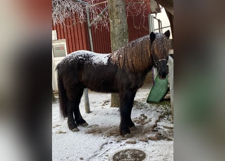 Caballos islandeses, Caballo castrado, 9 años, 143 cm, Negro