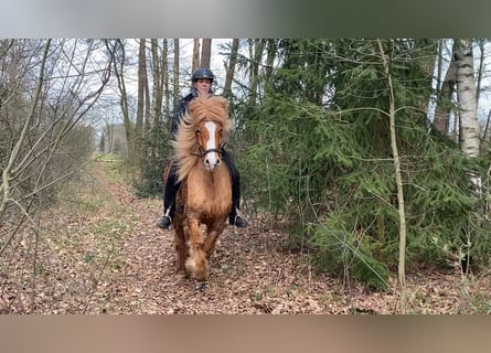 Caballos islandeses, Caballo castrado, 9 años, 144 cm, Alazán