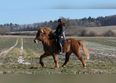 Caballos islandeses, Caballo castrado, 9 años, 144 cm, Alazán