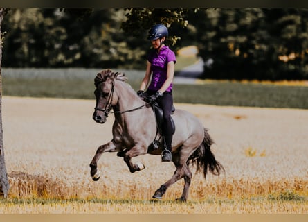 Caballos islandeses, Caballo castrado, 9 años, 144 cm, Bayo