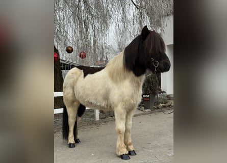 Caballos islandeses, Caballo castrado, 9 años, 145 cm, Pío