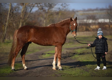 Caballos islandeses Mestizo, Caballo castrado, 9 años, 147 cm, Alazán