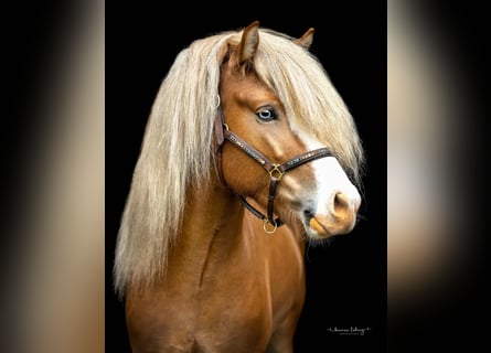 Caballos islandeses, Caballo castrado, 9 años, 149 cm, Alazán rojizo