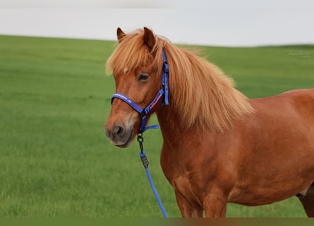 Caballos islandeses, Caballo castrado, 9 años, Alazán