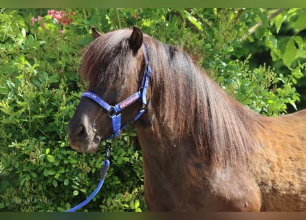 Caballos islandeses, Caballo castrado, 9 años, Negro