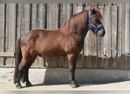 Caballos islandeses, Caballo castrado, 9 años, Negro