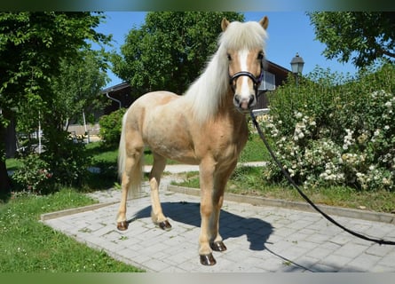 Caballos islandeses, Caballo castrado, 9 años, Palomino