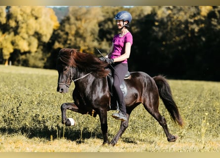 Caballos islandeses, Semental, 10 años, 145 cm, Negro