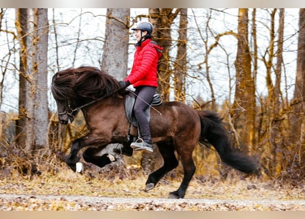 Caballos islandeses, Semental, 10 años, 148 cm, Negro