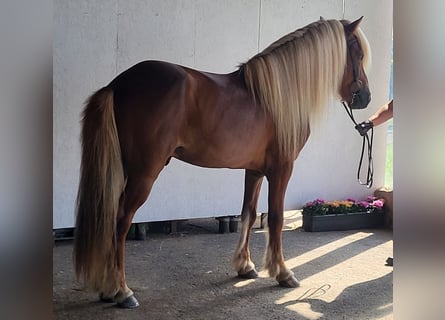 Caballos islandeses, Semental, 11 años, 141 cm