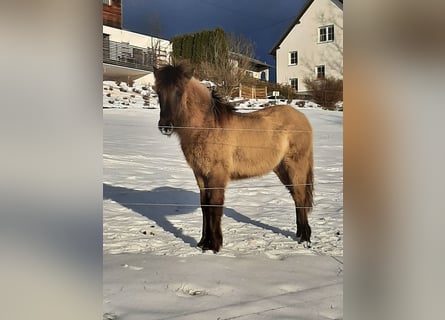 Caballos islandeses, Semental, 1 año, 139 cm