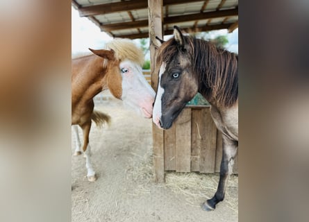 Caballos islandeses, Semental, 1 año, 140 cm, Grullo