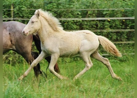 Caballos islandeses, Semental, 1 año, 142 cm, Perlino