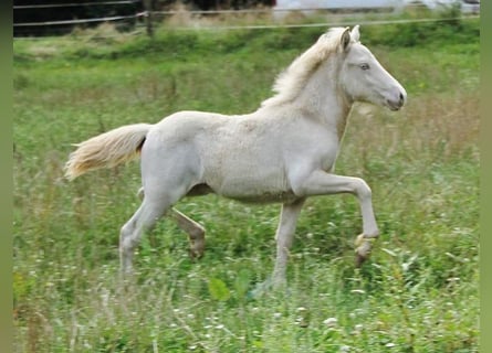 Caballos islandeses, Semental, 1 año, 142 cm, Perlino