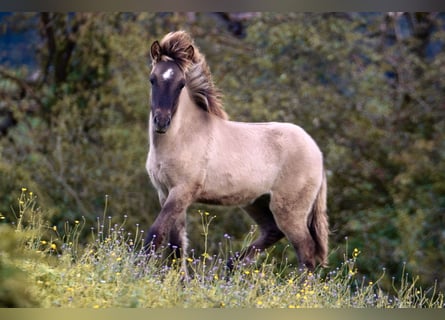 Caballos islandeses, Semental, 1 año, 143 cm, Bayo