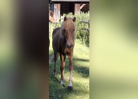 Caballos islandeses, Semental, 1 año, Alazán