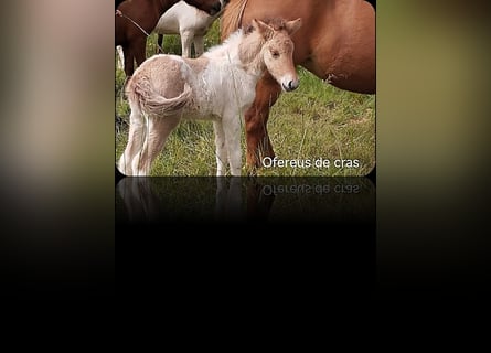 Caballos islandeses, Semental, 1 año