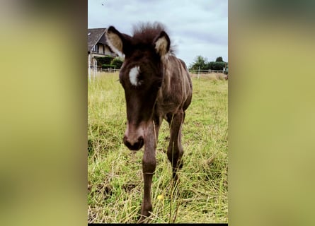 Caballos islandeses, Semental, 1 año, Negro