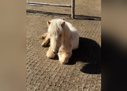 Caballos islandeses, Semental, 1 año, Palomino