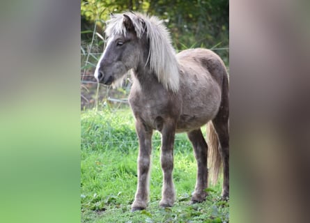 Caballos islandeses, Semental, 2 años, 137 cm