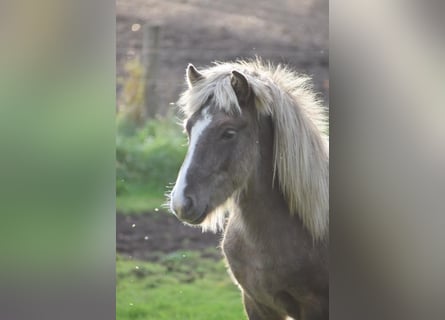 Caballos islandeses, Semental, 2 años, 137 cm