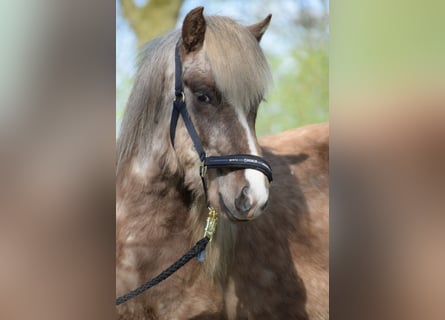 Caballos islandeses, Semental, 2 años, 137 cm