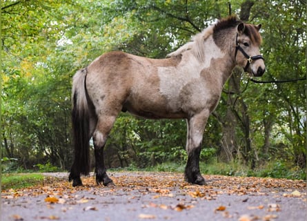 Caballos islandeses, Semental, 2 años, 139 cm