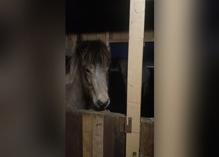 Caballos islandeses, Semental, 2 años, 139 cm