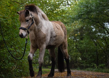 Caballos islandeses, Semental, 2 años, 139 cm