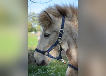 Caballos islandeses, Semental, 2 años, 139 cm