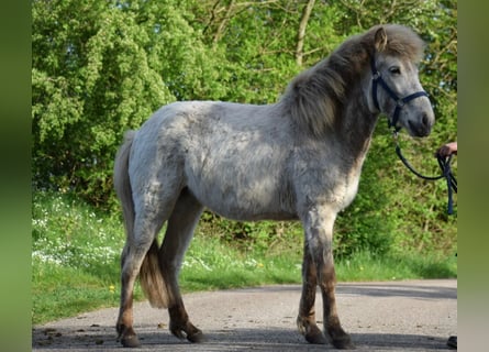 Caballos islandeses, Semental, 2 años, 139 cm