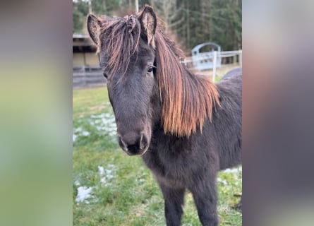 Caballos islandeses, Semental, 2 años, 139 cm, Negro