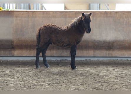 Caballos islandeses, Semental, 2 años, 140 cm