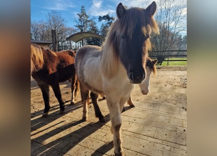 Caballos islandeses, Semental, 2 años, 140 cm