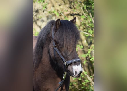 Caballos islandeses, Semental, 2 años, 140 cm