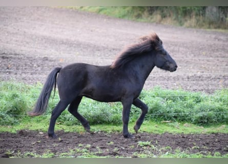 Caballos islandeses, Semental, 2 años, 140 cm