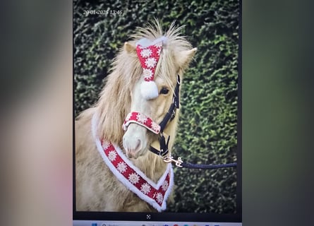 Caballos islandeses, Semental, 2 años, 140 cm, Palomino