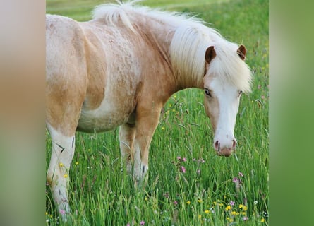 Caballos islandeses, Semental, 2 años, 142 cm, Palomino