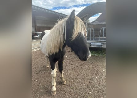 Caballos islandeses, Semental, 2 años, 145 cm, Pío