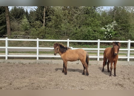 Caballos islandeses, Semental, 2 años, Bayo