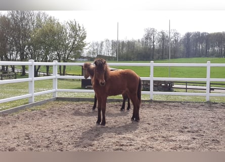 Caballos islandeses, Semental, 2 años, Castaño