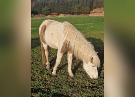 Caballos islandeses, Semental, 2 años, Musgo marrón