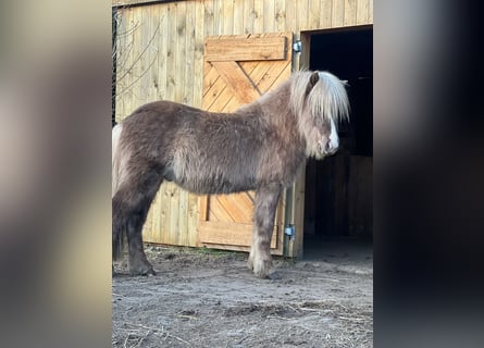 Caballos islandeses, Semental, 3 años, 137 cm