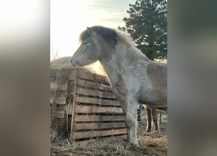 Caballos islandeses, Semental, 3 años, 139 cm