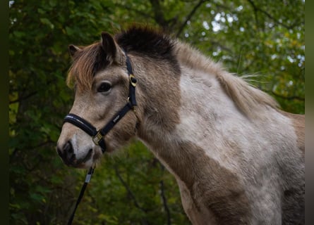 Caballos islandeses, Semental, 3 años, 139 cm