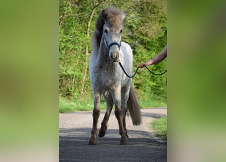 Caballos islandeses, Semental, 3 años, 139 cm