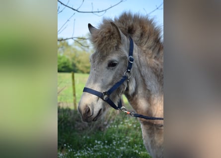 Caballos islandeses, Semental, 3 años, 139 cm