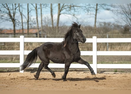 Caballos islandeses, Semental, 3 años, 139 cm, Negro