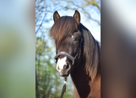 Caballos islandeses, Semental, 3 años, 140 cm